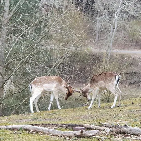 Апартаменты Sea Зандфорт