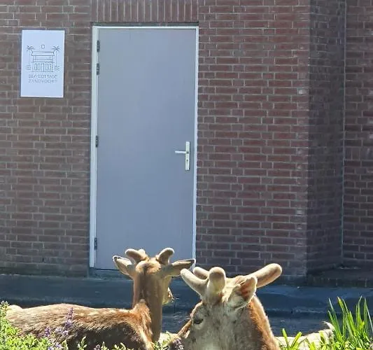 Sea Διαμέρισμα Zandvoort