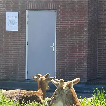 Sea Apartment Zandvoort
